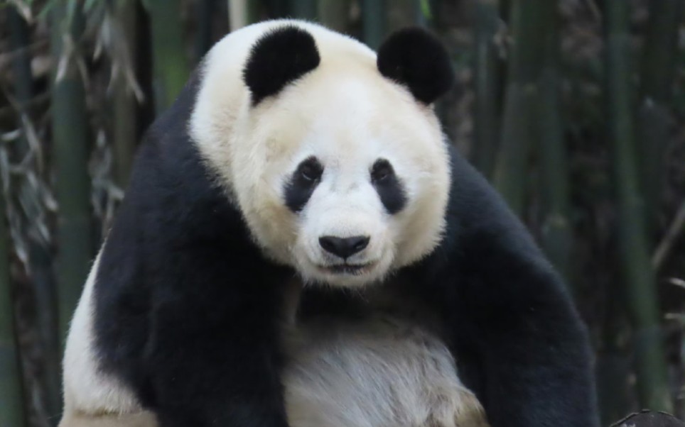 歪嘴战神——白云