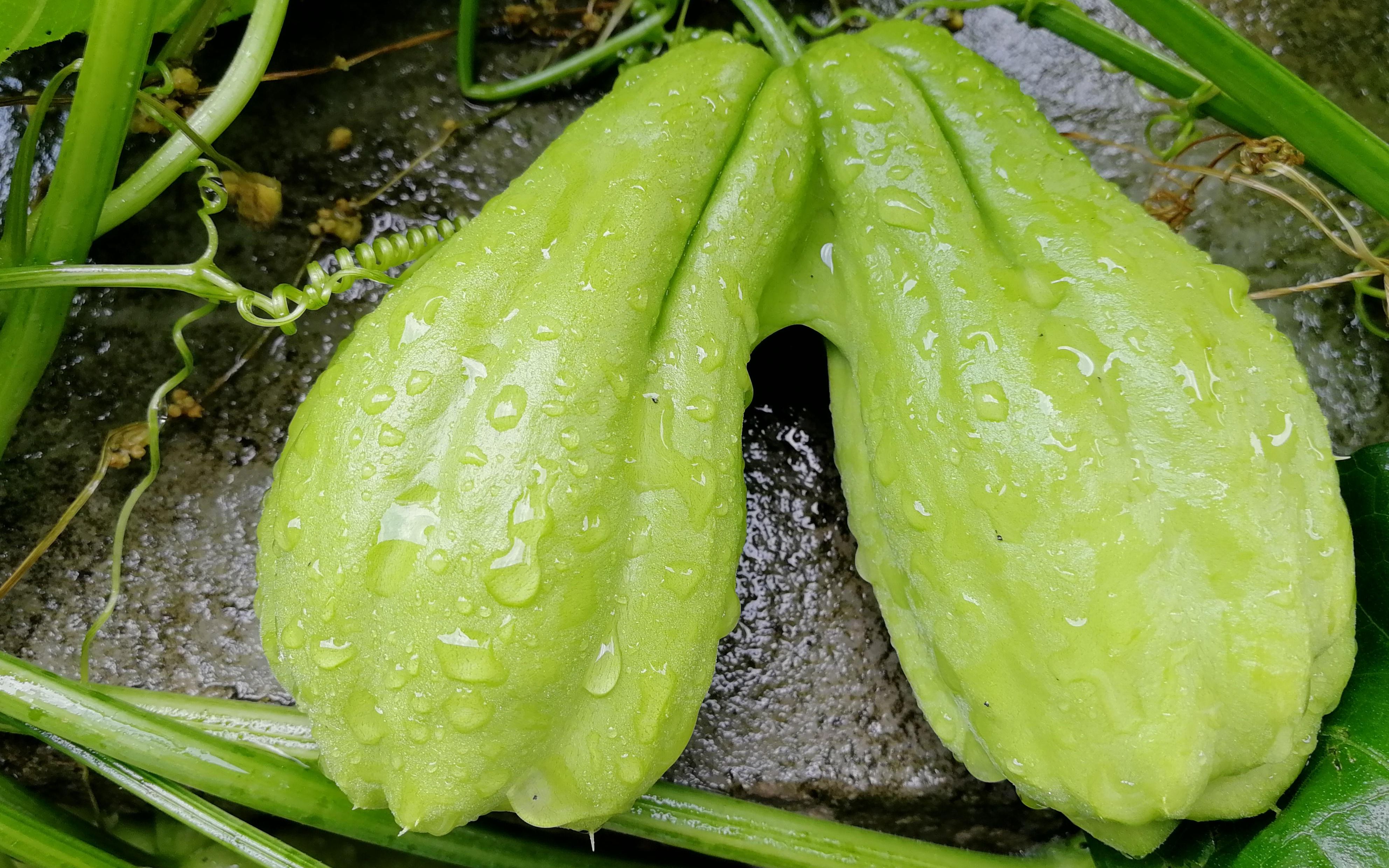 捧瓜和它的夏天