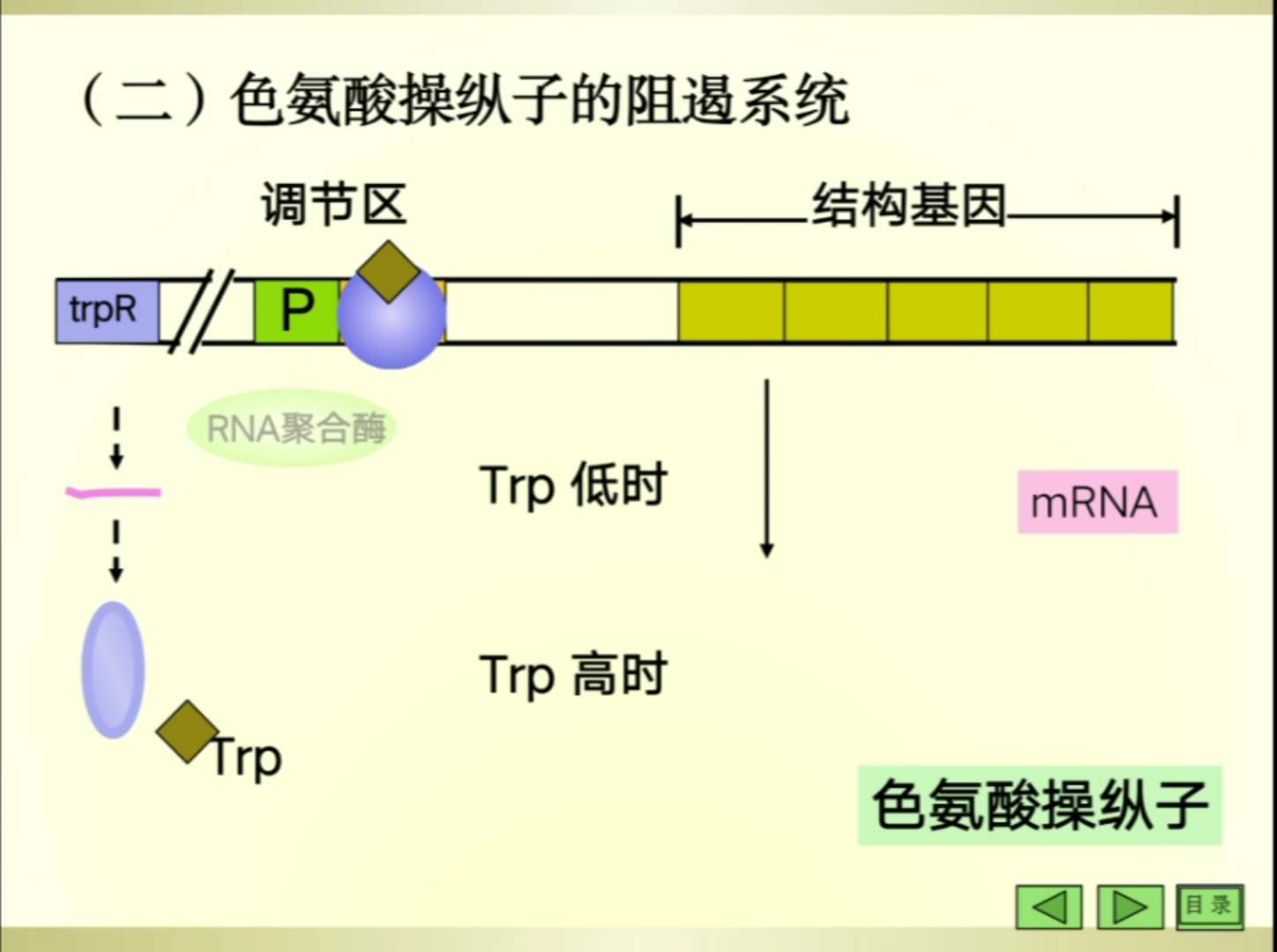 分子生物学色氨操纵子阻遏系统哔哩哔哩bilibili