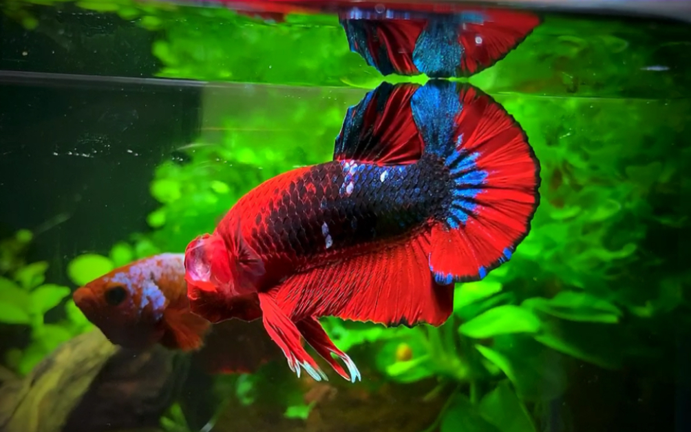 的经典印尼地狱男爵好喜欢尾巴上那一抹宝蓝将军斗鱼暹罗斗鱼印尼斗鱼