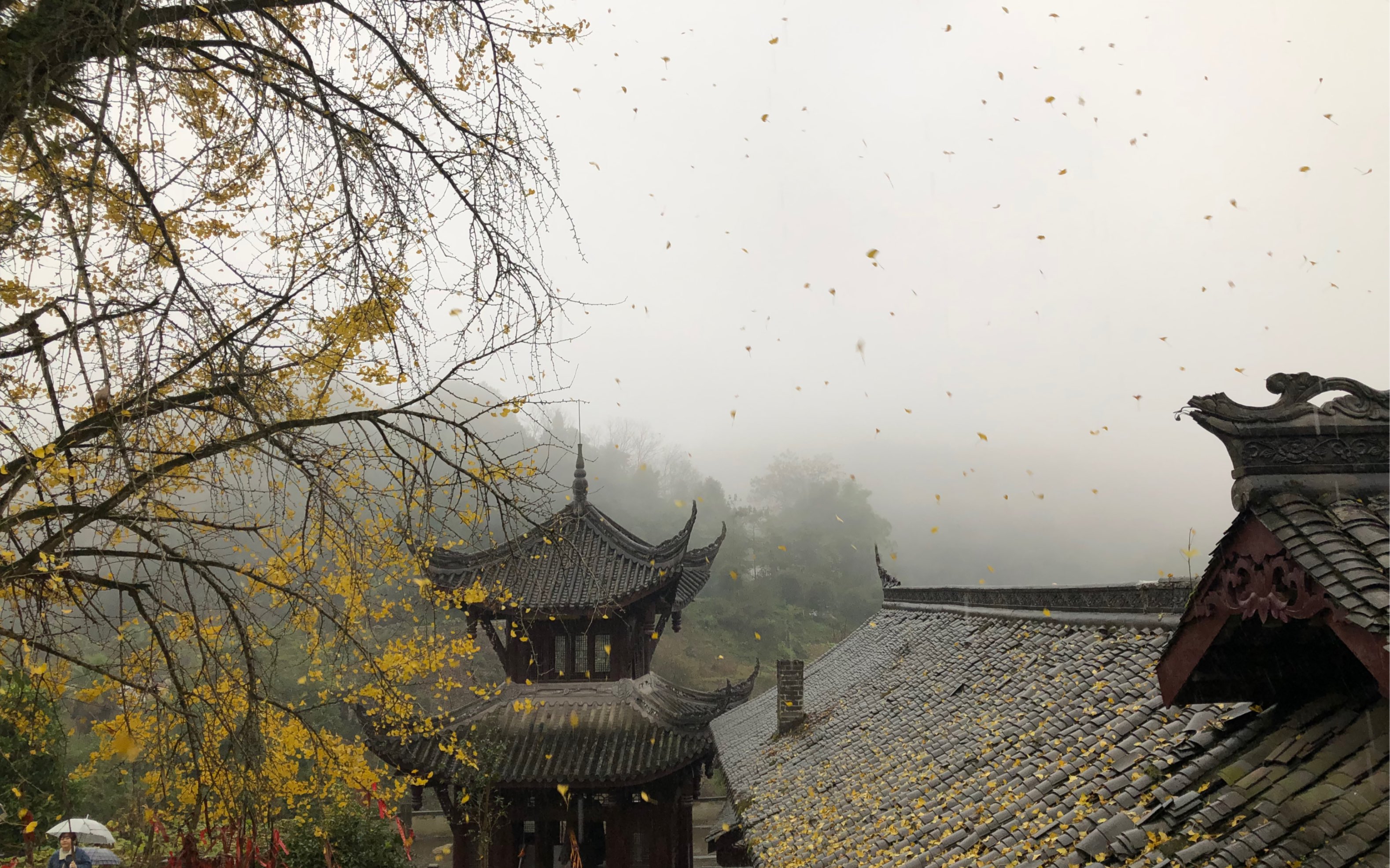 [图]重庆的一颗千年银杏树下，淅淅沥沥的小雨伴着钟声。天心寺外雨纷纷。