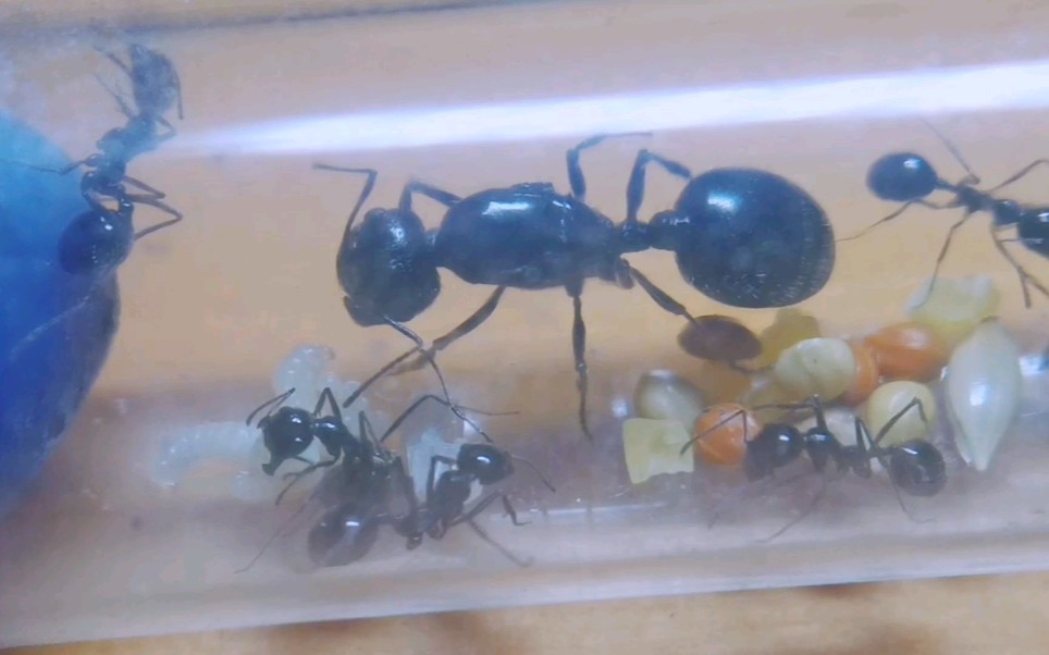 活动作品白刺收获蚁喂食