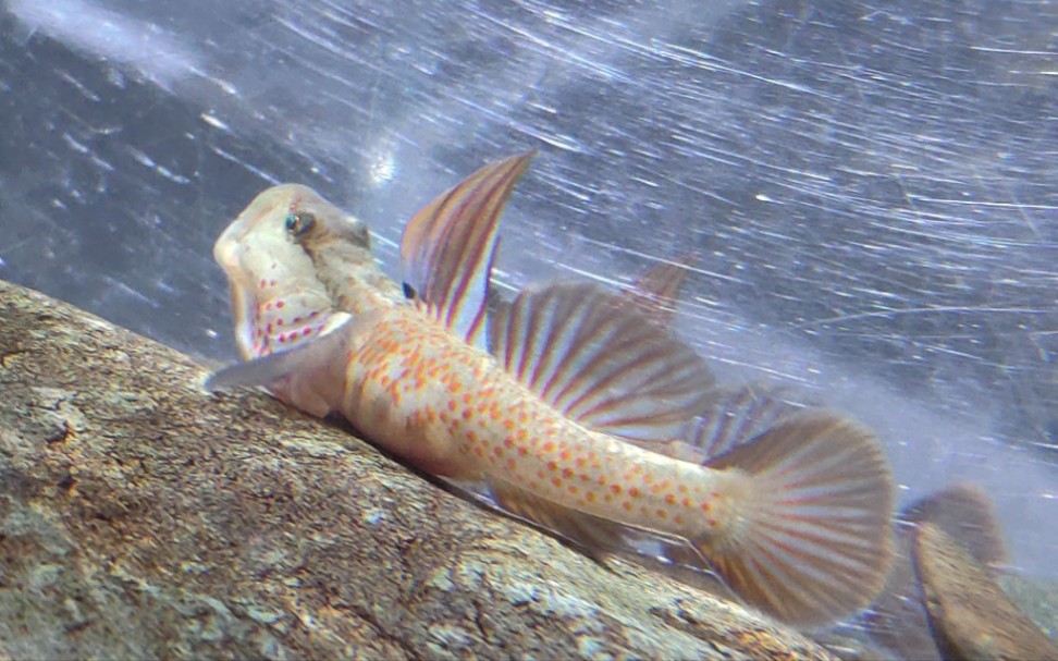 【原生鱼】简单记录一条雀斑吻虾虎入缸一个月的变化_哔哩哔哩_bili