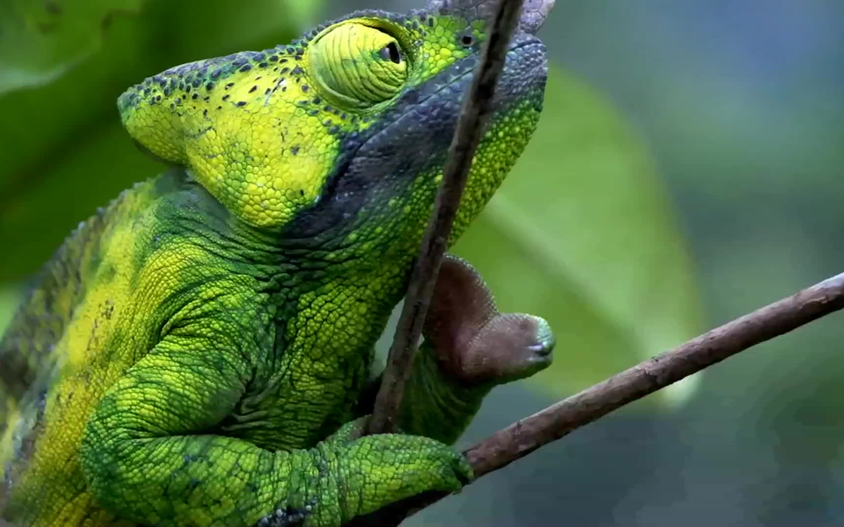 昆虫帝国(bbc)(4)