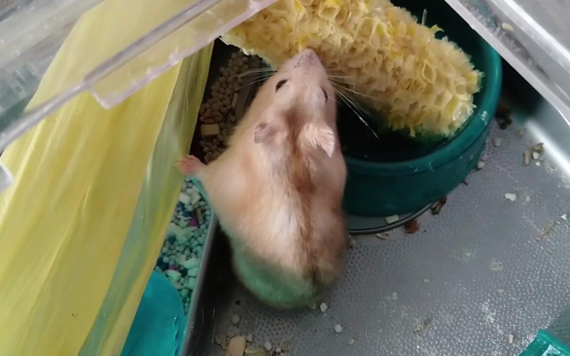 【仓鼠】主人吃剩下的玉米给仓鼠们啃啃,不是人不如鼠,主人有上帝视角