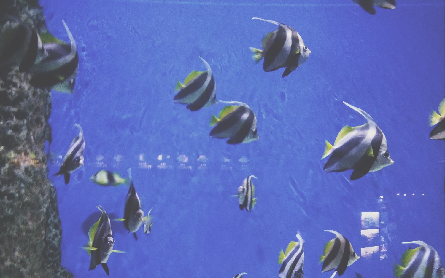 在海族馆/一天/很多鱼