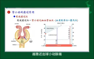 Download Video: #肾小球的滤过作用#尿的生成与排出#人体生理学#医学知识科普#每天学习一点点