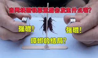 Video herunterladen: 当两块强磁靠近时！中间的蟑螂会发生什么反应？有被夹爆风险吗