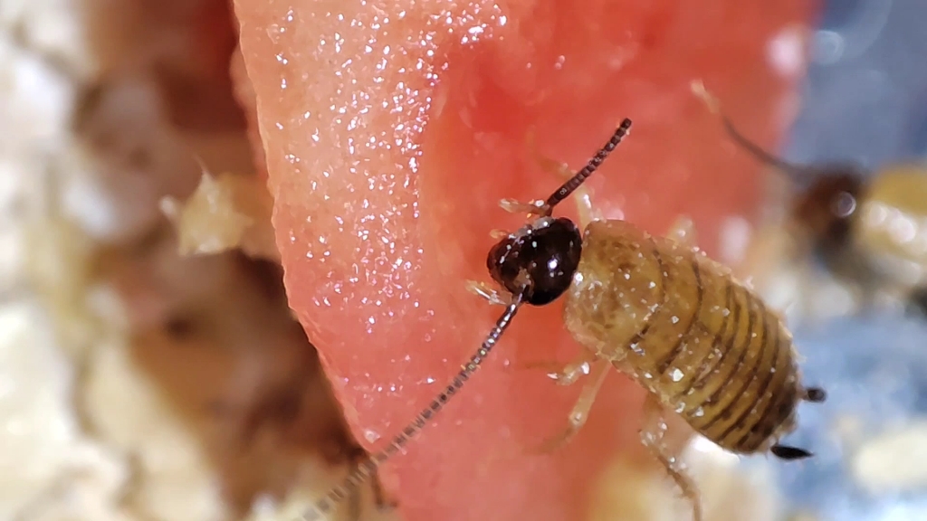 樱桃蟑螂吃西红柿