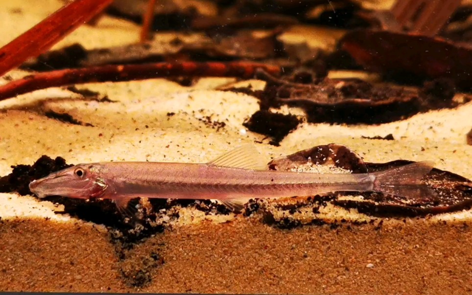 进行高速运动的马面鳅