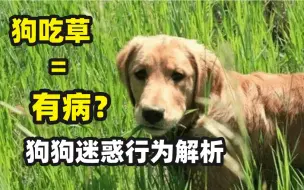 Скачать видео: 狗狗吃草秘密?你知道吗？