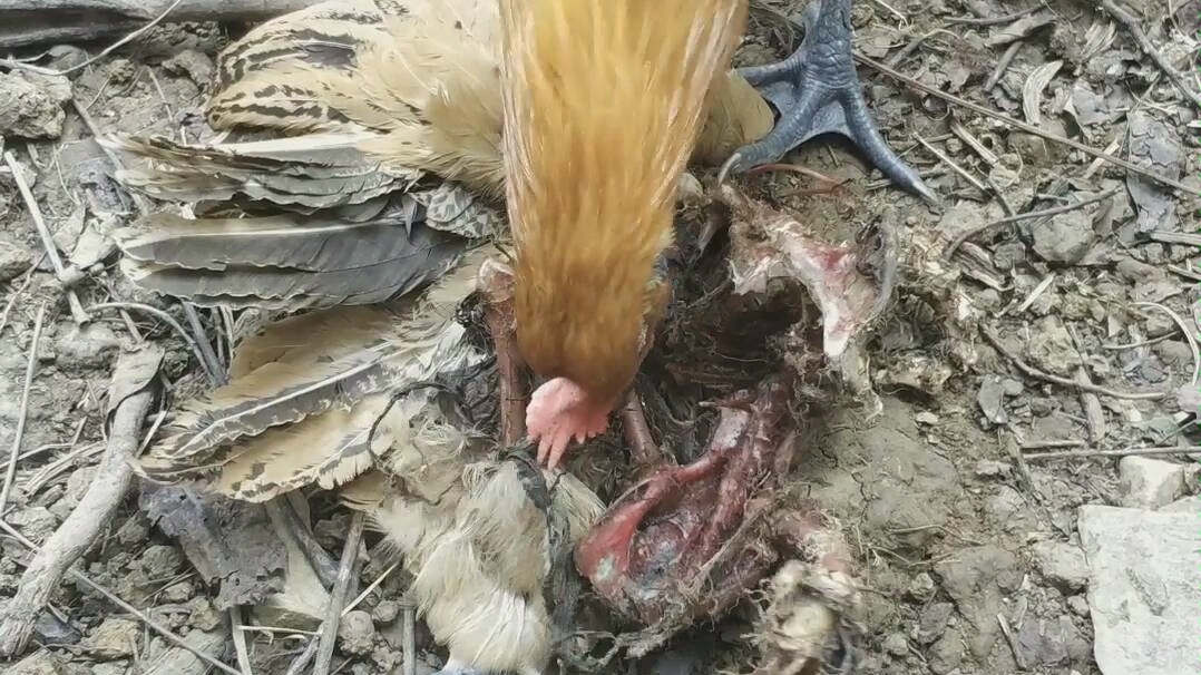 鸡吃鸡,被黄鼠狼咬了