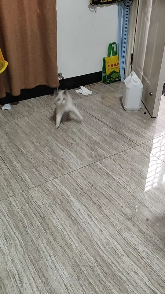 布偶猫是这么走路的?