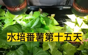 Video herunterladen: 用鱼缸水培番薯十五天居然连鱼缸都看不见了！！！！我的鱼呢？我的缸呢？