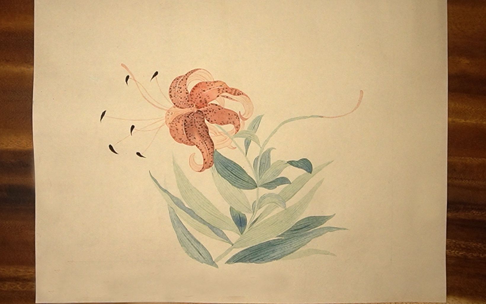 05恽寿平没骨画百合图临摹教学_细节增加与完善.