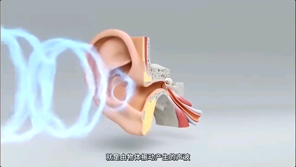 你的耳朵是怎么听到声音的?