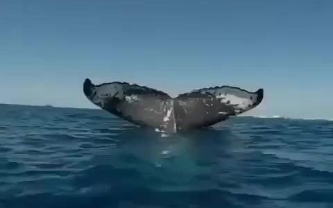 怀孕的大座头鲸妈妈