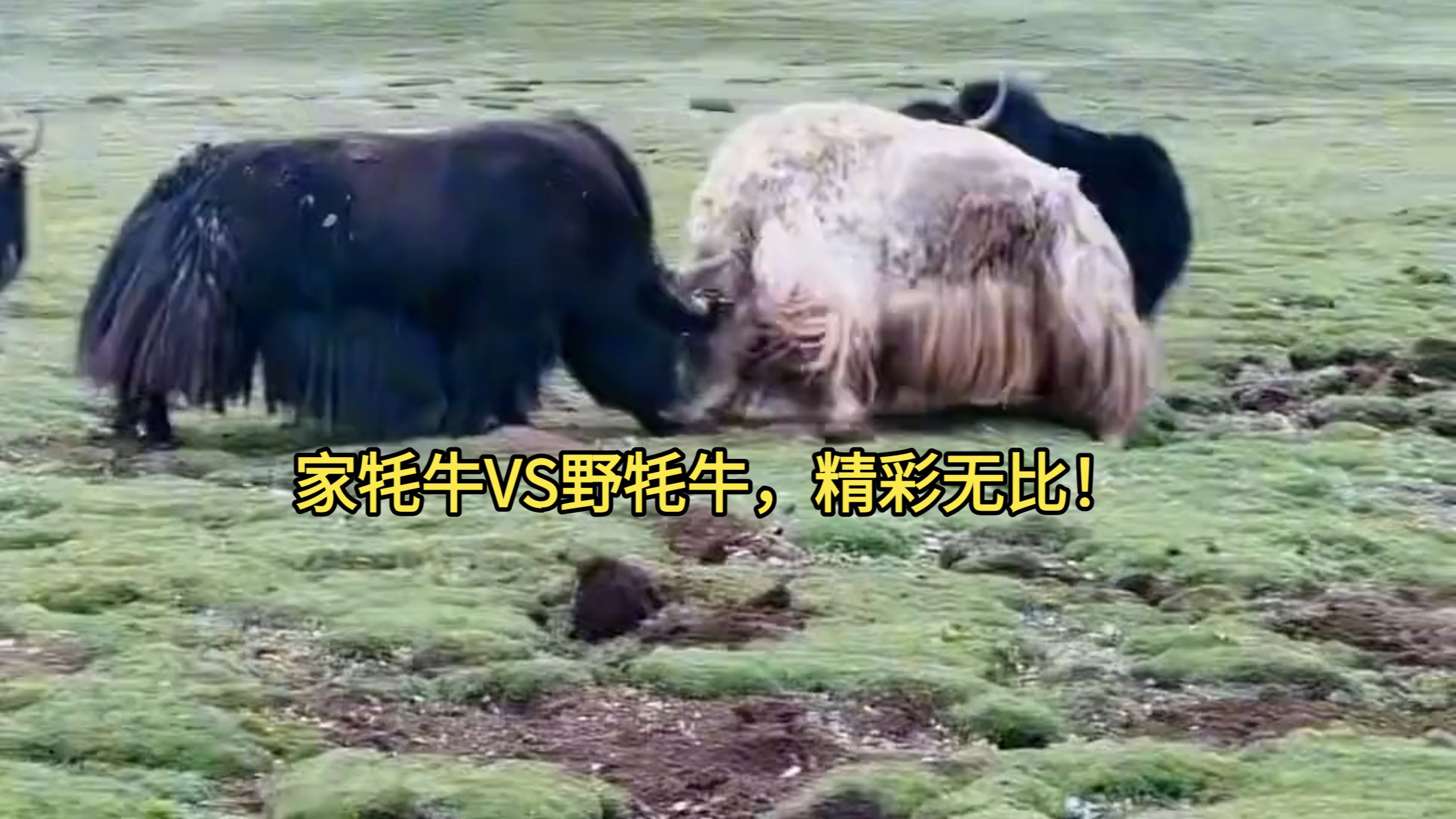 家牦牛VS野牦牛，精彩无比！