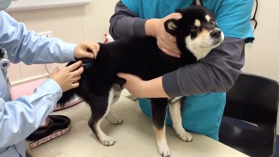 当狗狗被打针时_哔哩哔哩_bilibili