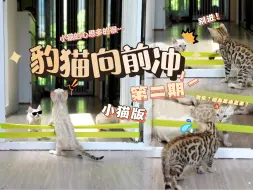 Download Video: 豹猫跳跃障碍物挑战（第二期）！很好，我就喜欢这种知难而退的呆子！