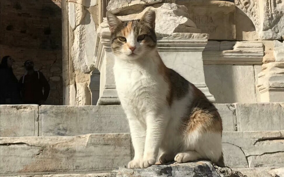 安卡拉羊土耳其进行曲