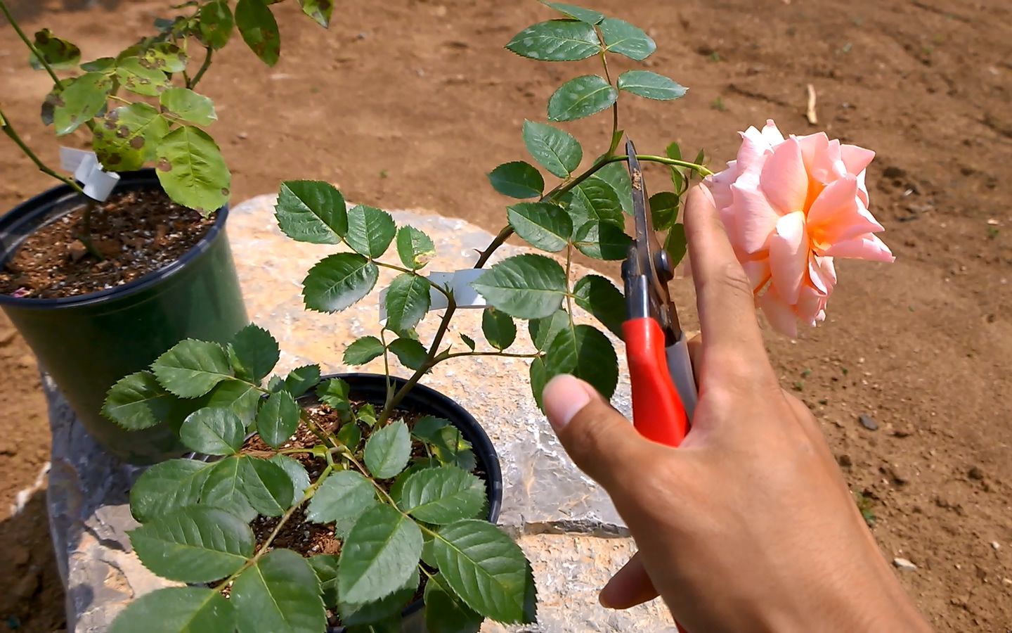 [图]月季开花以后如何修剪残花