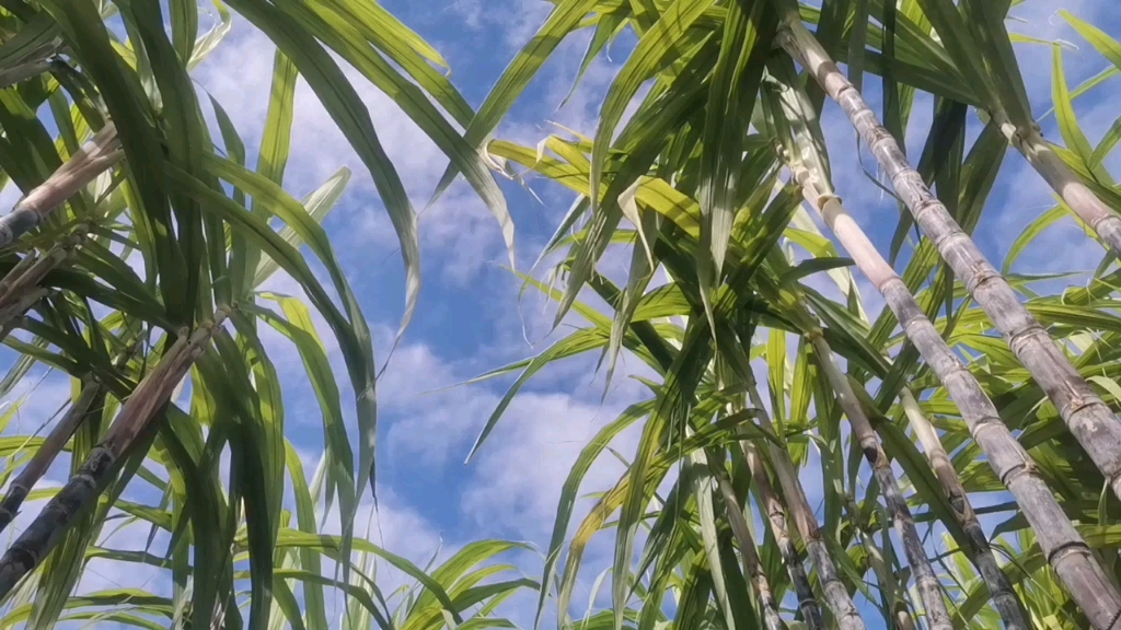 哇,北方的朋友看过来,是整片的甘蔗林呀