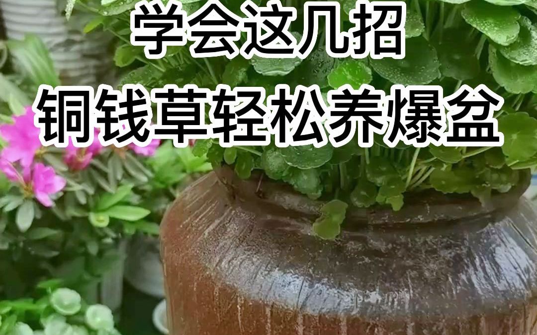 怎么养铜钱草?更茂盛哔哩哔哩bilibili