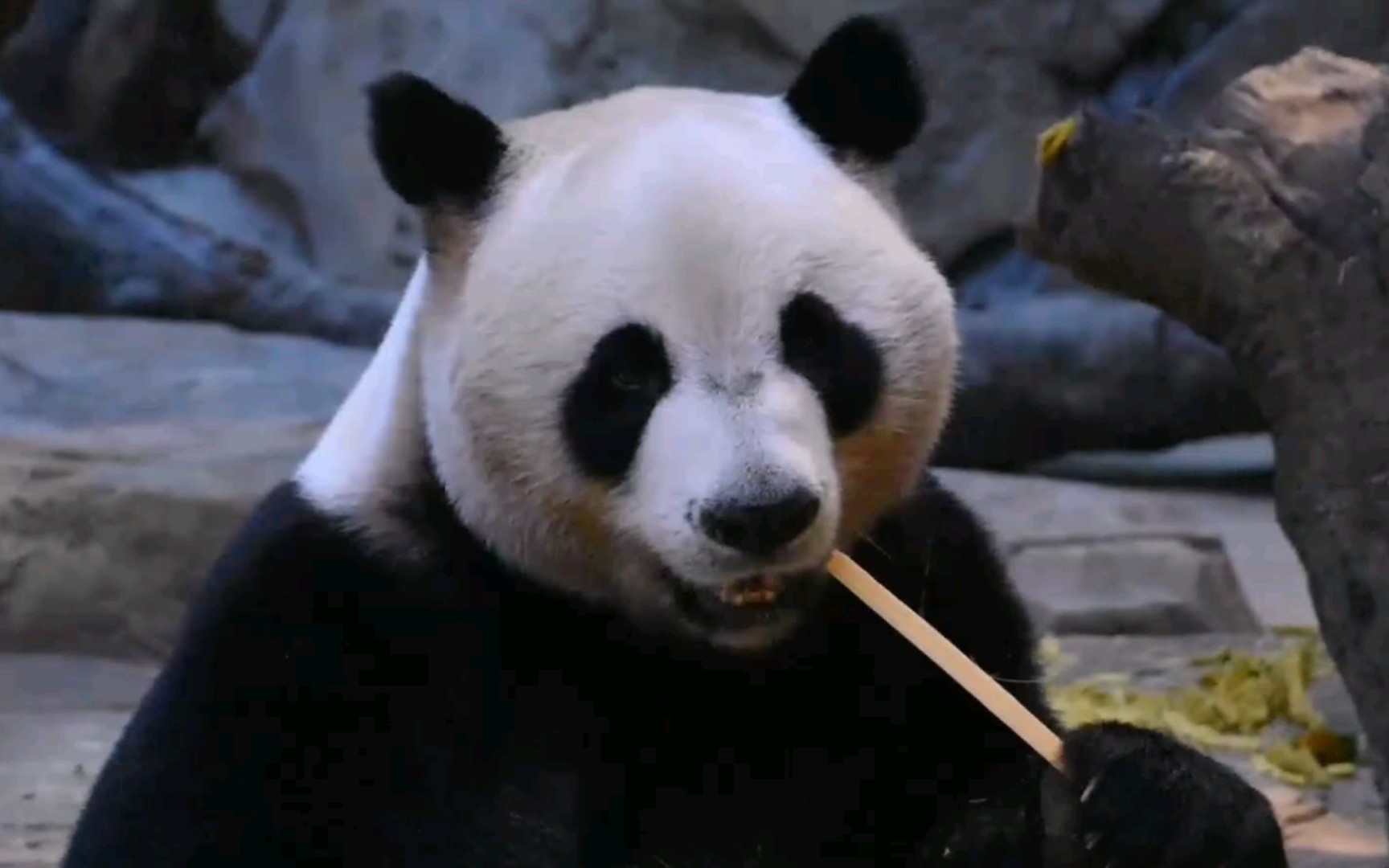 【大熊猫酷酷】酷酷,请问你现在多重了呀