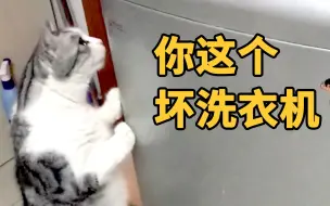 Download Video: 猫咪担心家里淹水，洗衣机一开就超生气