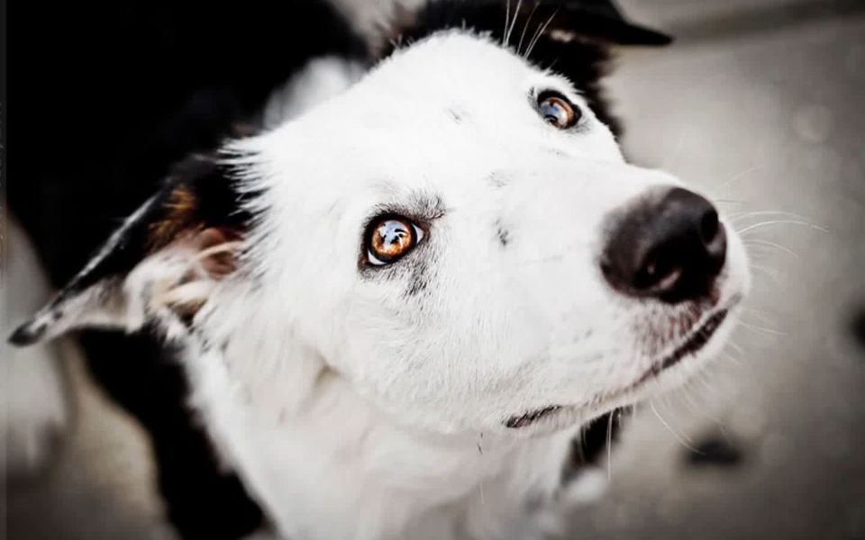 【动物搬运工】10个月的白头边牧madlene