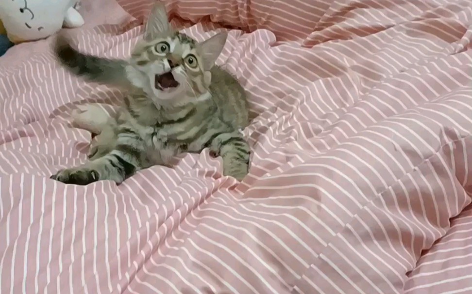 绝世小傻猫_哔哩哔哩_bilibili