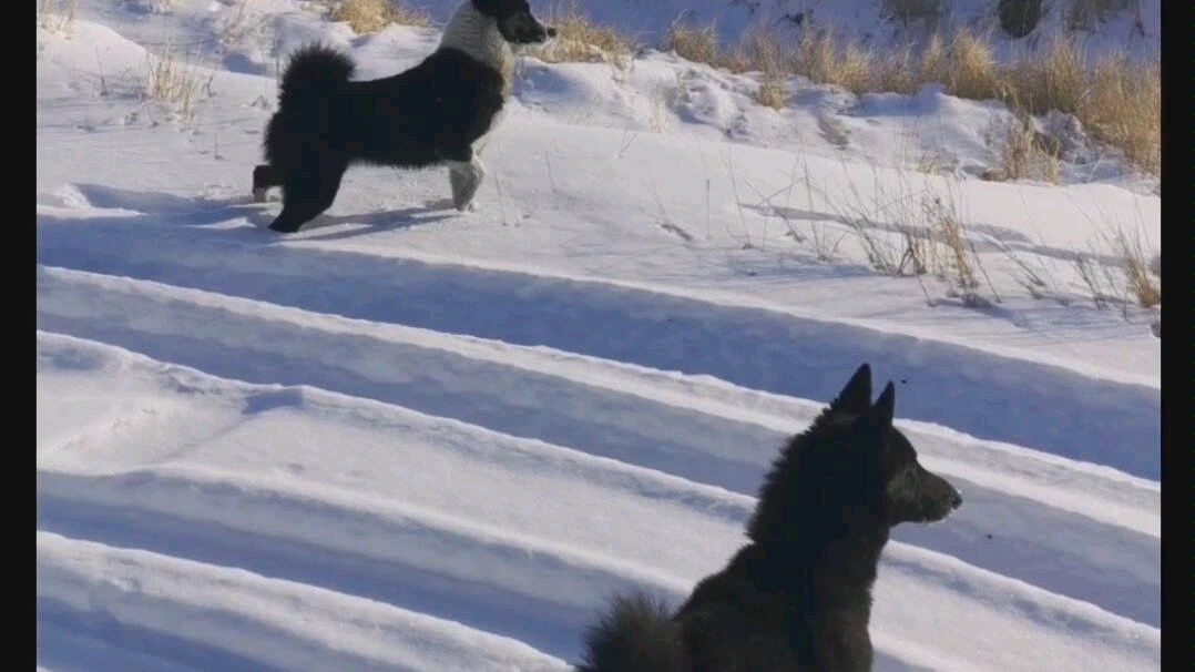 朝鲜丰山犬,俄罗斯欧洲莱卡犬哔哩哔哩bilibili