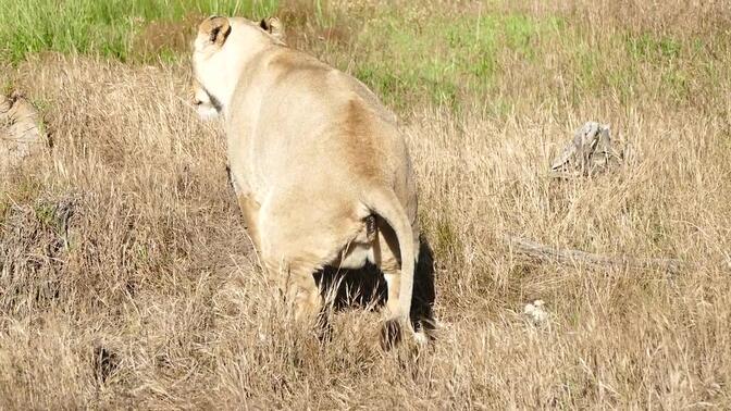 雌狮子在草原排便