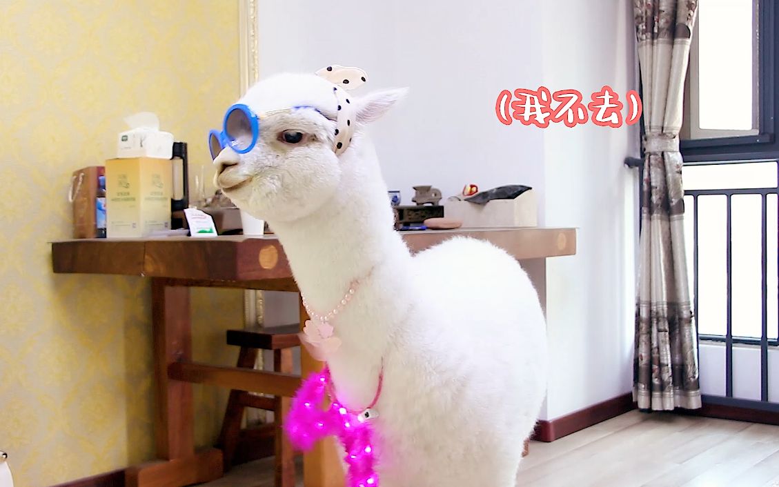 当羊驼戴上墨镜气质立马提升一个档次爱了爱了