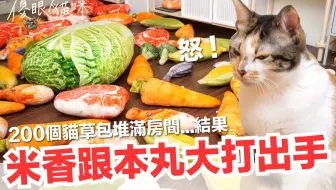 猫咪隧道放满全家 结果猫咪都变兔子 傻眼猫咪ep5 哔哩哔哩 Bilibili