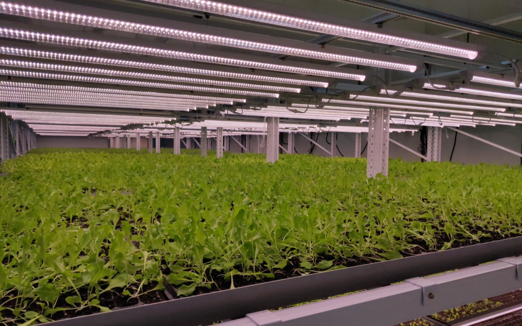 植物工厂蔬菜育苗设备,人工气候室作物种植,现代智慧农业脱离阳光和