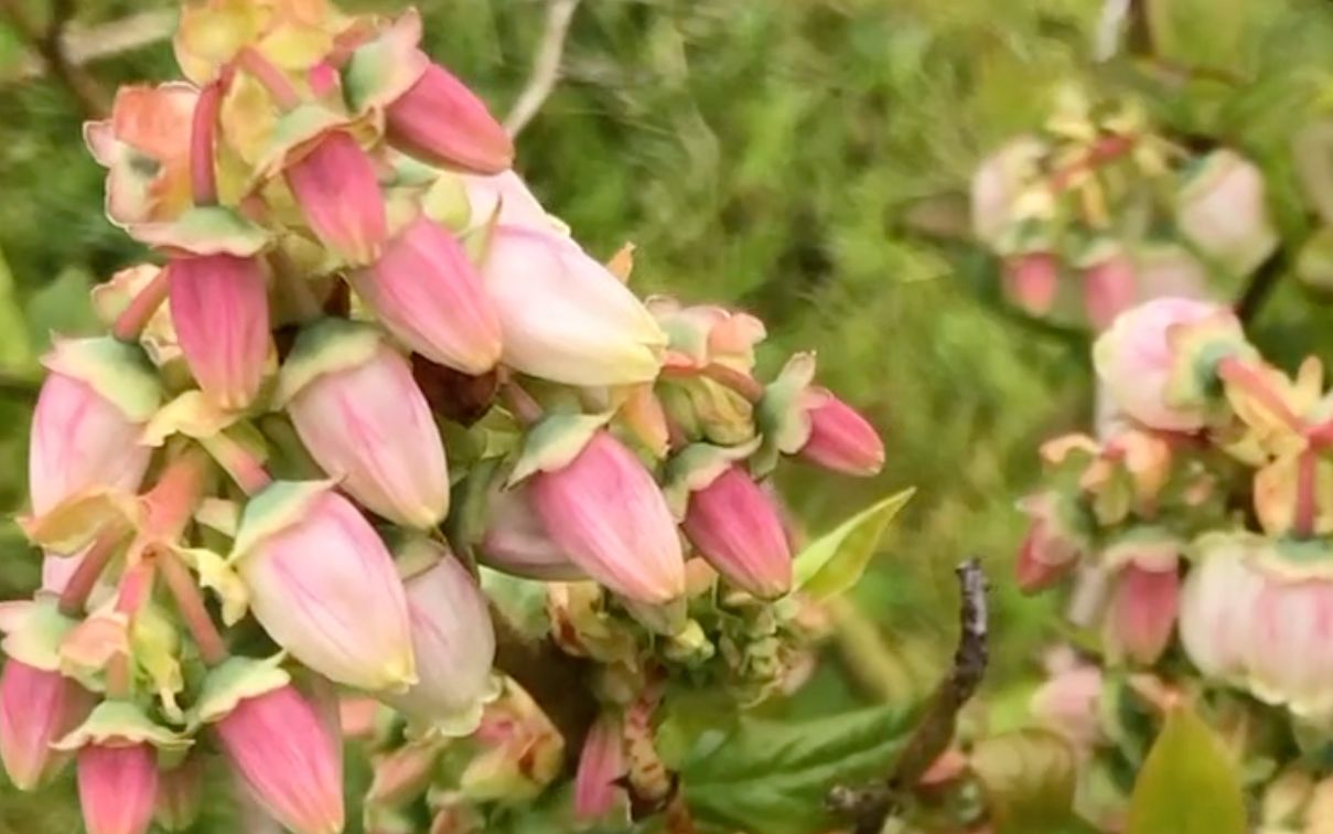 [图]从蓝莓花开到美酒飘香，他，，，居然说没醉。。。。