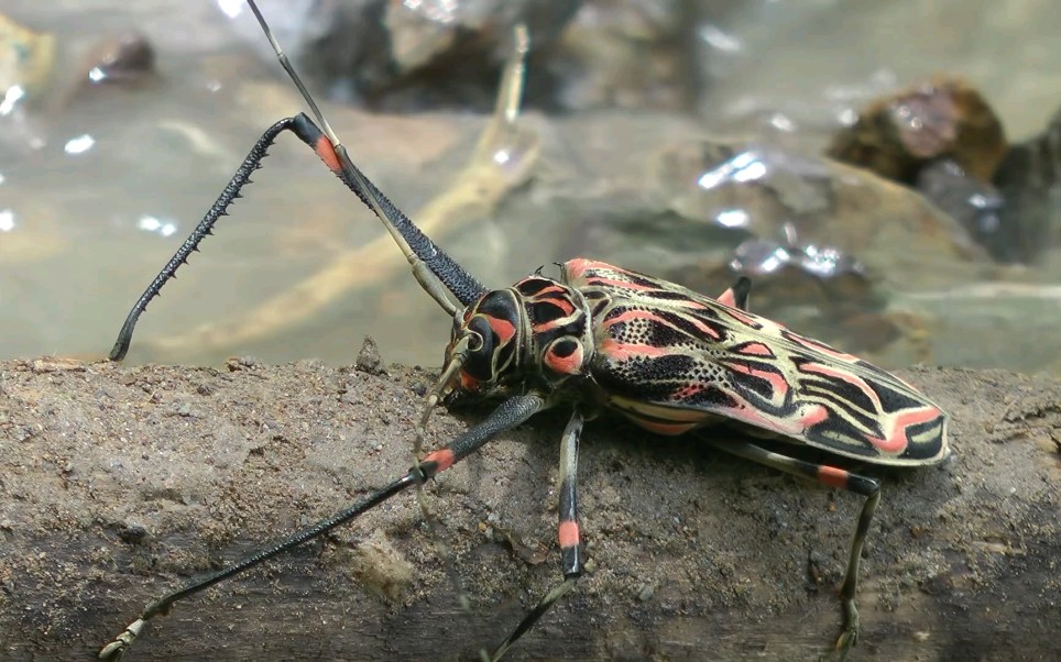 acrocinuslongimanus彩虹长臂天牛