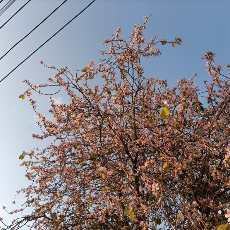 [图]路边的紫荆花开啦