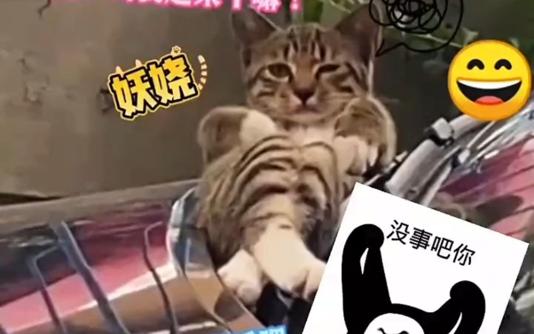 猫咪翘着二郎腿睡觉被吵醒哔哩哔哩bilibili