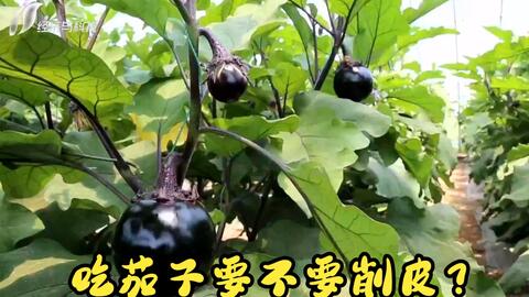 吃茄子要不要削皮 专家 茄子皮中含丰富的花青素 扔掉太可惜 哔哩哔哩