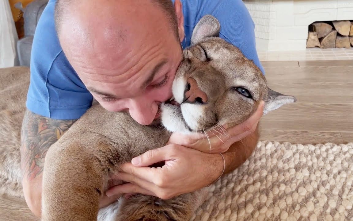 美洲狮梅西:人类的"报复心"太强了!