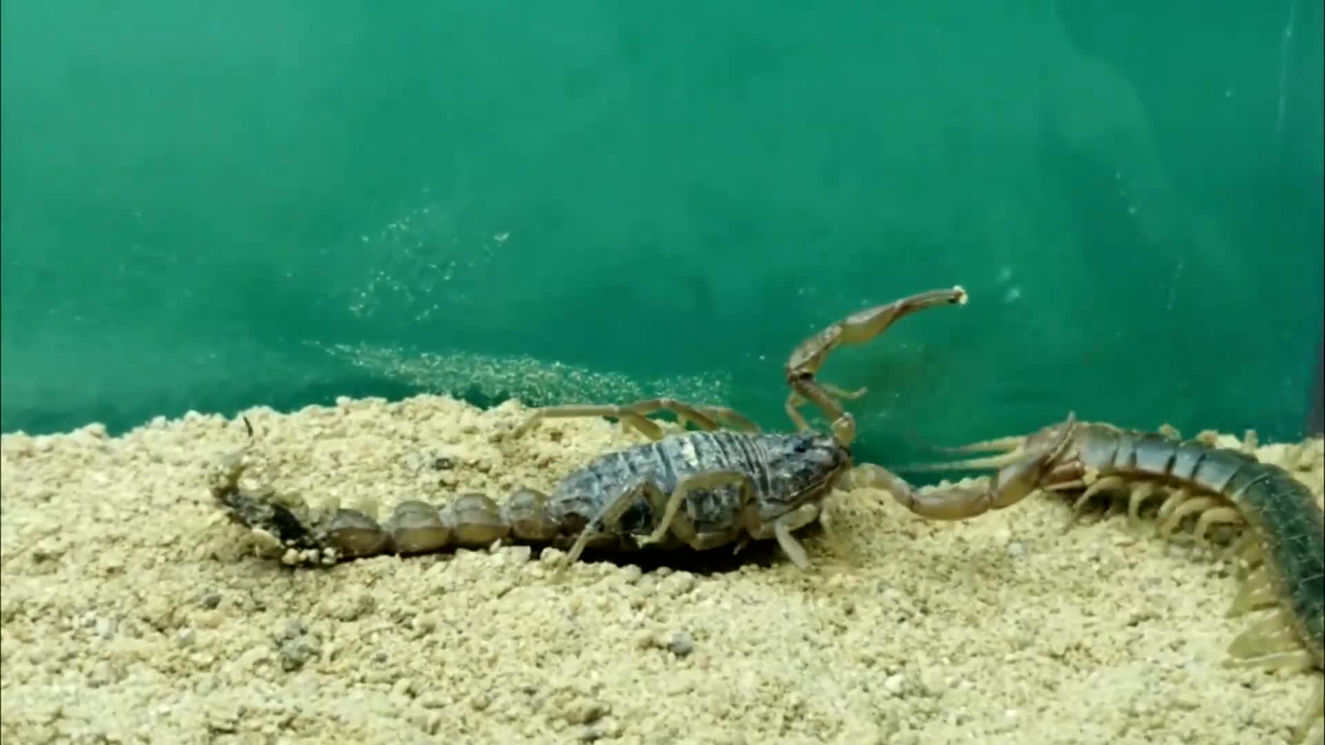 蝎子大战蜈蚣 B站