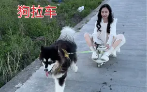 Video herunterladen: 雪橇犬拉车，根本就拉不住