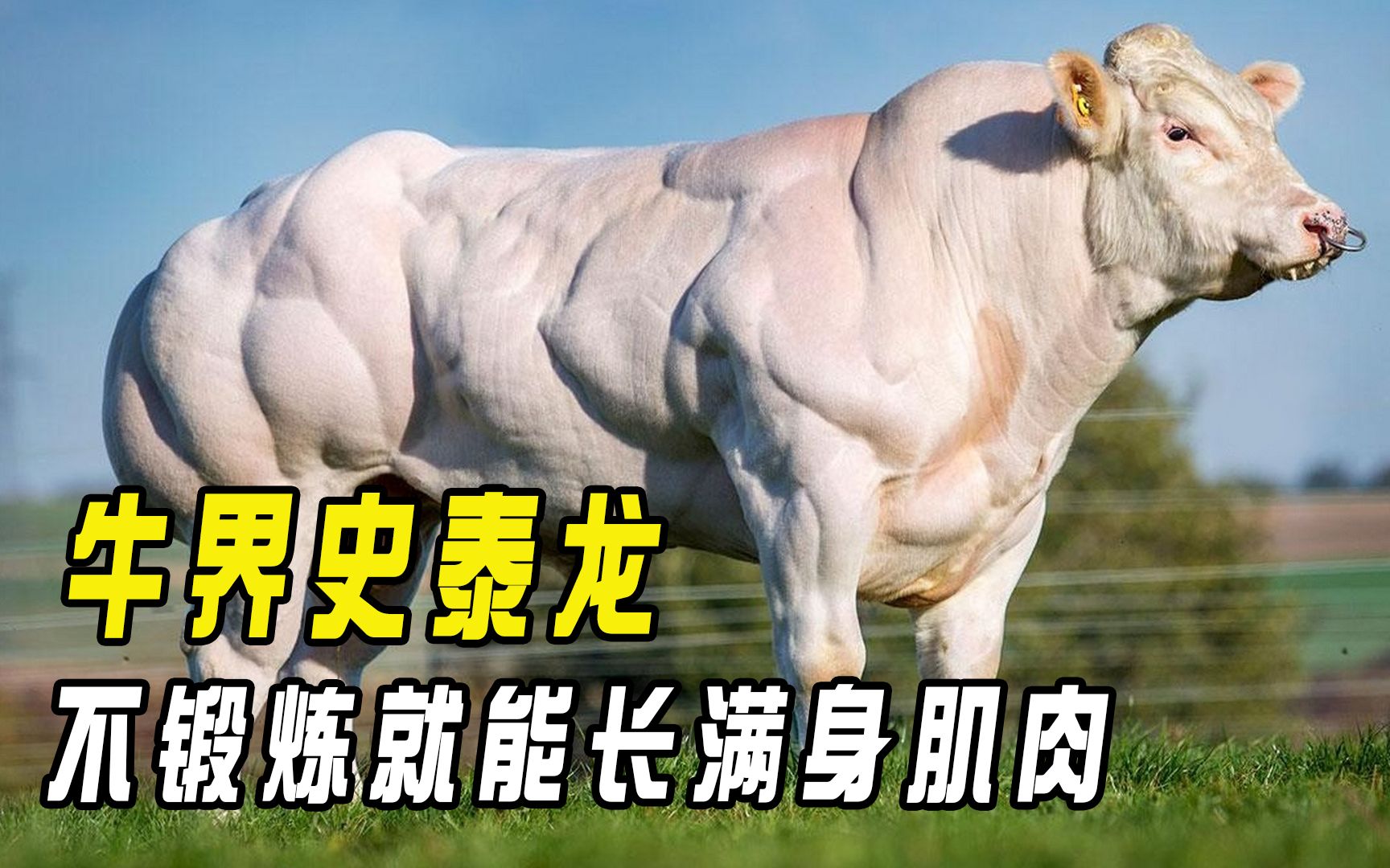牛界史泰龙,不锻炼就能长满身肌肉,肌肉壮硕如猛虎