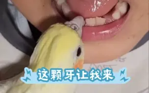 Tải video: 鹦鹉牙医在线拔牙！