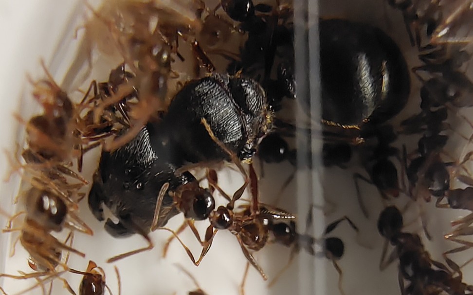 全网最清晰-具单眼大头蚁视频