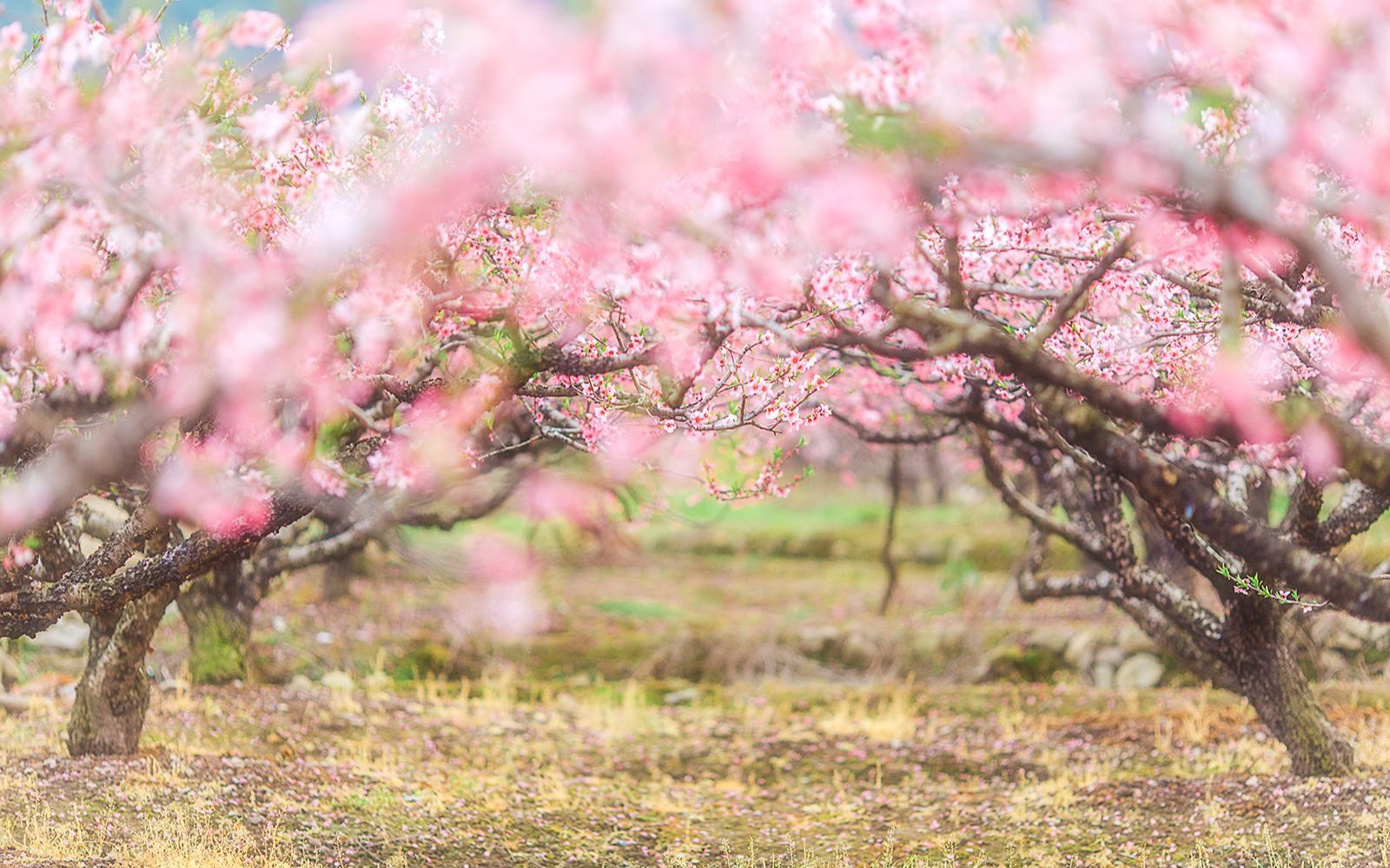 [图]告别单身！教你增加桃花运