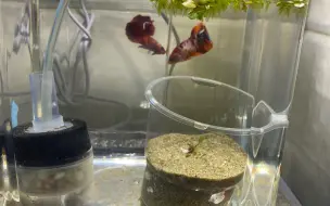 Video herunterladen: 泰斗交配3   hellboy x orange blue black koi metallic